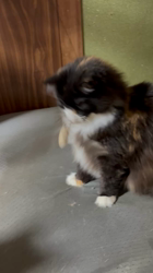 中村英裕ブリーダーからお迎えしたノルウェージャンフォレストキャット：フルちゃん