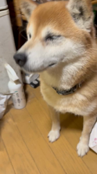 須田弘子ブリーダーからお迎えした柴犬：咲貴ちゃん