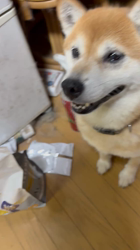 須田弘子ブリーダーからお迎えした柴犬：咲貴ちゃん