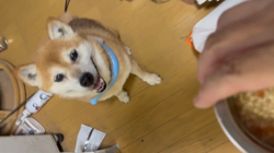 須田弘子ブリーダーからお迎えした柴犬：咲貴ちゃん