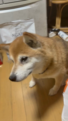 須田弘子ブリーダーからお迎えした柴犬：咲貴ちゃん