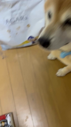 須田弘子ブリーダーからお迎えした柴犬：咲貴ちゃん