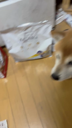 須田弘子ブリーダーからお迎えした柴犬：咲貴ちゃん