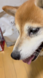須田弘子ブリーダーからお迎えした柴犬：咲貴ちゃん