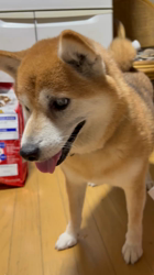 須田弘子ブリーダーからお迎えした柴犬：咲貴ちゃん