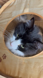 中村英裕ブリーダーからお迎えしたノルウェージャンフォレストキャット：フルちゃん