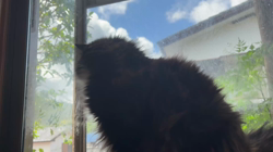 中村英裕ブリーダーからお迎えしたノルウェージャンフォレストキャット：フルちゃん
