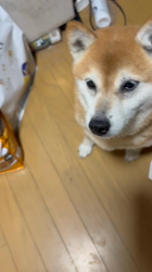 須田弘子ブリーダーからお迎えした柴犬：咲貴ちゃん