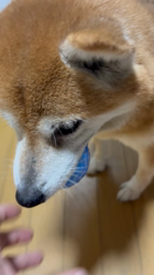 須田弘子ブリーダーからお迎えした柴犬：咲貴ちゃん