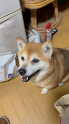 須田弘子ブリーダーからお迎えした柴犬：咲貴ちゃん