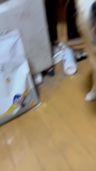 須田弘子ブリーダーからお迎えした柴犬：咲貴ちゃん
