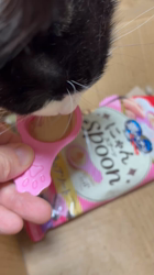 中村英裕ブリーダーからお迎えしたノルウェージャンフォレストキャット：フルちゃん
