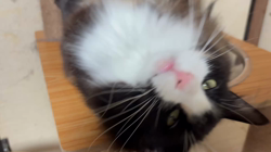 中村英裕ブリーダーからお迎えしたノルウェージャンフォレストキャット：フルちゃん
