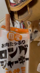 須田弘子ブリーダーからお迎えした柴犬：咲貴ちゃん