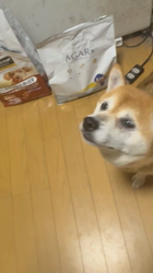 須田弘子ブリーダーからお迎えした柴犬：咲貴ちゃん
