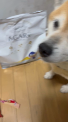 須田弘子ブリーダーからお迎えした柴犬：咲貴ちゃん