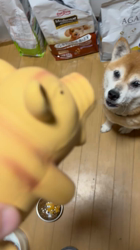 須田弘子ブリーダーからお迎えした柴犬：咲貴ちゃん
