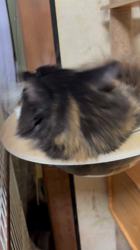 中村英裕ブリーダーからお迎えしたノルウェージャンフォレストキャット：フルちゃん