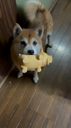 須田弘子ブリーダーからお迎えした柴犬：咲貴ちゃん