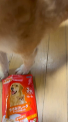 須田弘子ブリーダーからお迎えした柴犬：咲貴ちゃん