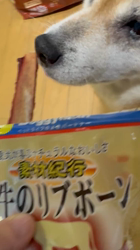 須田弘子ブリーダーからお迎えした柴犬：咲貴ちゃん