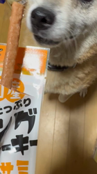 須田弘子ブリーダーからお迎えした柴犬：咲貴ちゃん