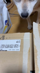 須田弘子ブリーダーからお迎えした柴犬：咲貴ちゃん