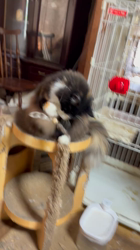 中村英裕ブリーダーからお迎えしたノルウェージャンフォレストキャット：フルちゃん