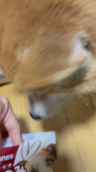 須田弘子ブリーダーからお迎えした柴犬：咲貴ちゃん