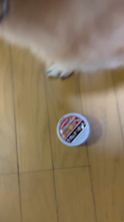 須田弘子ブリーダーからお迎えした柴犬：咲貴ちゃん