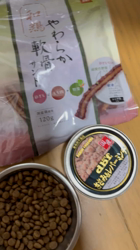 須田弘子ブリーダーからお迎えした柴犬:咲貴ちゃん