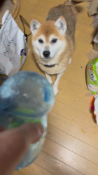 須田弘子ブリーダーからお迎えした柴犬:咲貴ちゃん