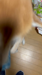 須田弘子ブリーダーからお迎えした柴犬:咲貴ちゃん