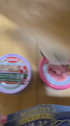 須田弘子ブリーダーからお迎えした柴犬:咲貴ちゃん