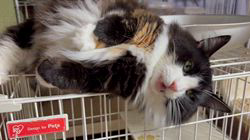 中村英裕ブリーダーからお迎えしたノルウェージャンフォレストキャット：フルちゃん