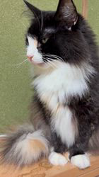 中村英裕ブリーダーからお迎えしたノルウェージャンフォレストキャット：フルちゃん