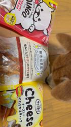 須田弘子ブリーダーからお迎えした柴犬：咲貴ちゃん