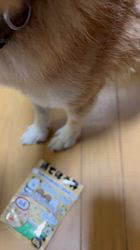 須田弘子ブリーダーからお迎えした柴犬：咲貴ちゃん