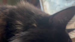 中村英裕ブリーダーからお迎えしたノルウェージャンフォレストキャット：フルちゃん