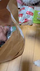 須田弘子ブリーダーからお迎えした柴犬：咲貴ちゃん