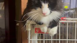 中村英裕ブリーダーからお迎えしたノルウェージャンフォレストキャット：フルちゃん