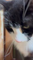 中村英裕ブリーダーからお迎えしたノルウェージャンフォレストキャット：フルちゃん