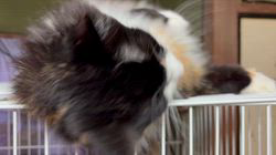 中村英裕ブリーダーからお迎えしたノルウェージャンフォレストキャット：フルちゃん