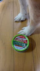 須田弘子ブリーダーからお迎えした柴犬：咲貴ちゃん