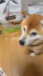 須田弘子ブリーダーからお迎えした柴犬：咲貴ちゃん