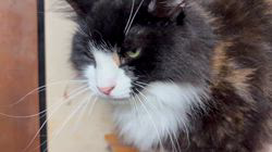 中村英裕ブリーダーからお迎えしたノルウェージャンフォレストキャット：フルちゃん