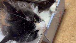 中村英裕ブリーダーからお迎えしたノルウェージャンフォレストキャット：フルちゃん