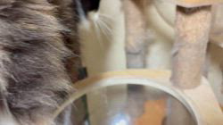 中村英裕ブリーダーからお迎えしたノルウェージャンフォレストキャット：フルちゃん