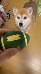 須田弘子ブリーダーからお迎えした柴犬：咲貴ちゃん