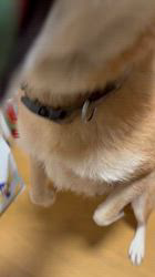 須田弘子ブリーダーからお迎えした柴犬：咲貴ちゃん